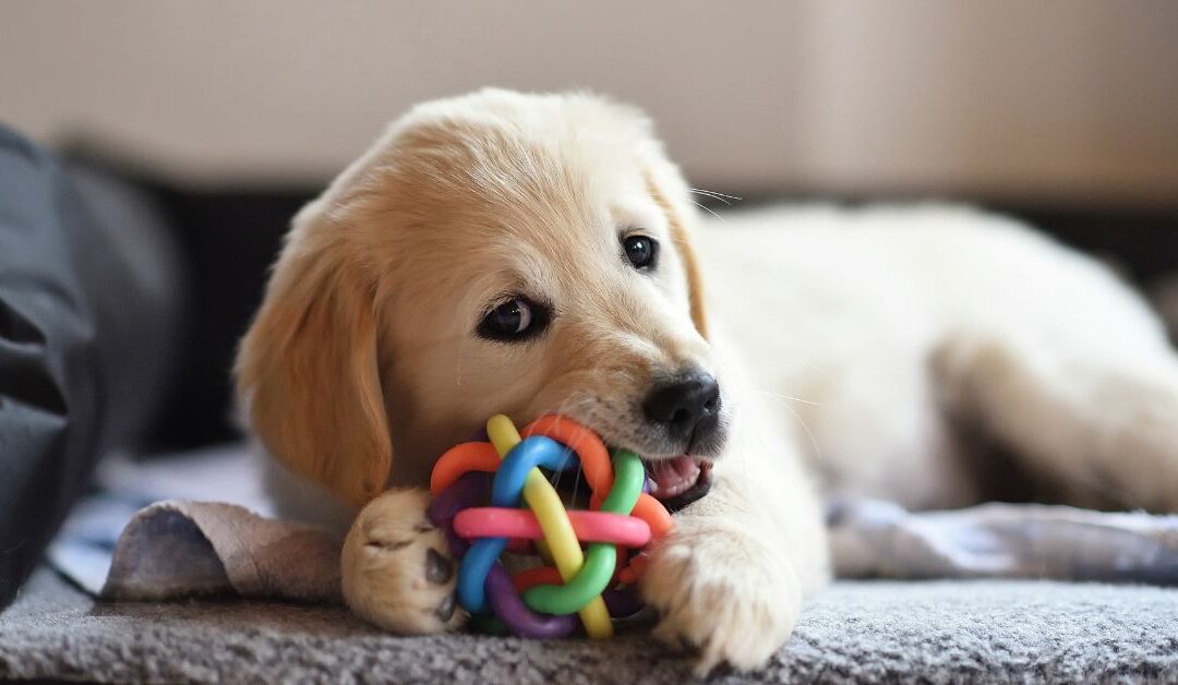 Top Pet Toys in 2025: Trends and Recommendations Every Pet Lover Should Know