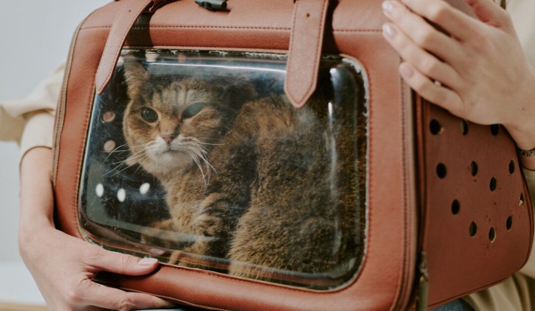 Pet Travel & Carriers in 2025: Stylish, Safe, and Stress-Free Adventures