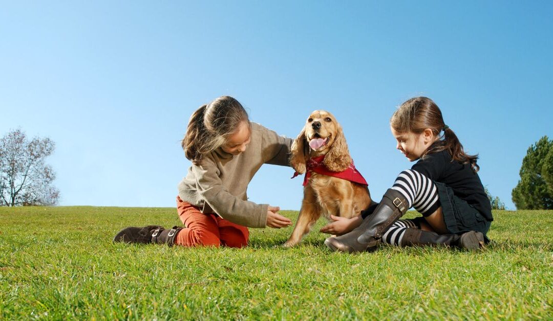 Top Outdoor Gear for Pets in 2025: A Complete Checklist for Adventures