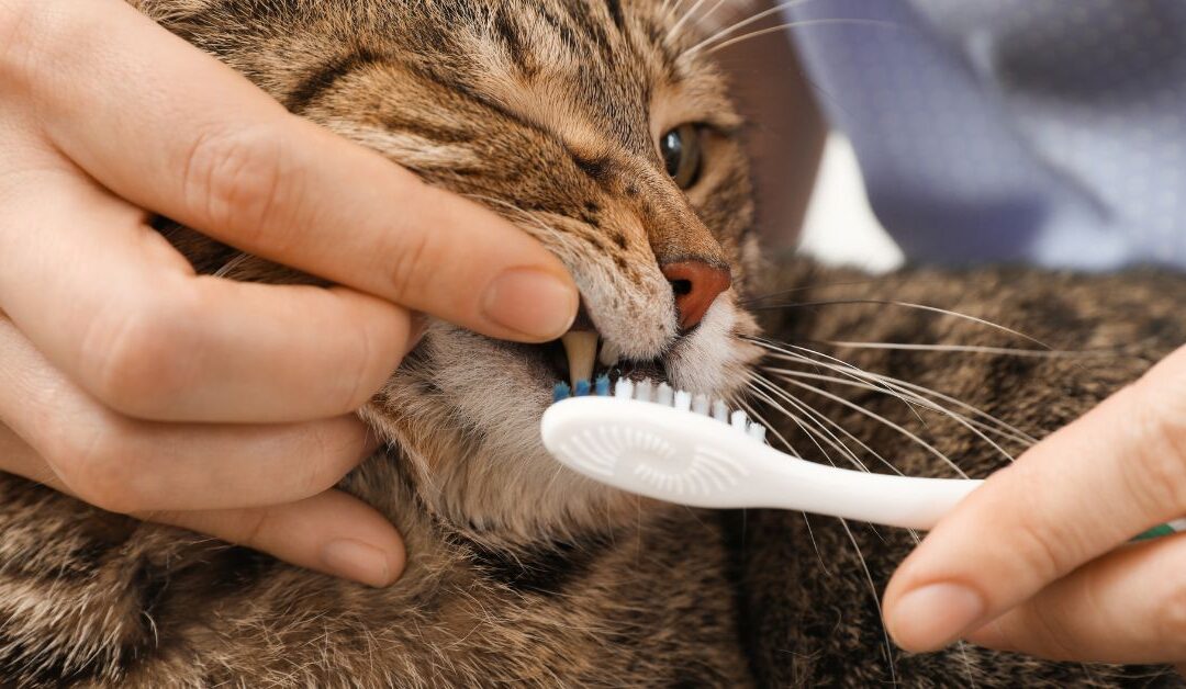 Solve Your Pet Cleaning & Hygiene Challenges: Smart Solutions for a Fresher Home