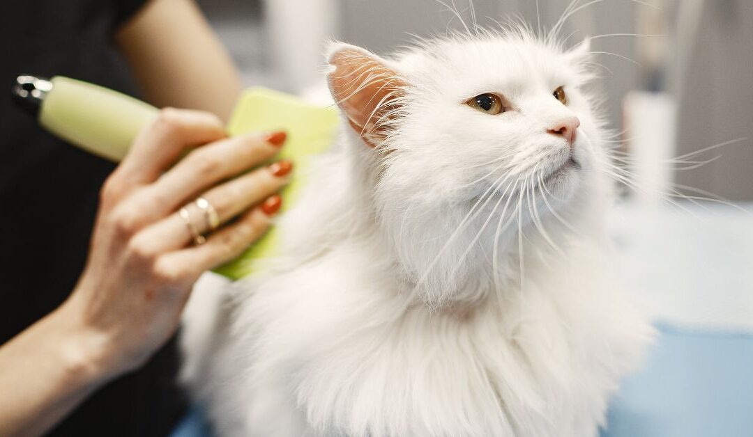 How to Choose the Best Pet Grooming Products for Your Dog or Cat