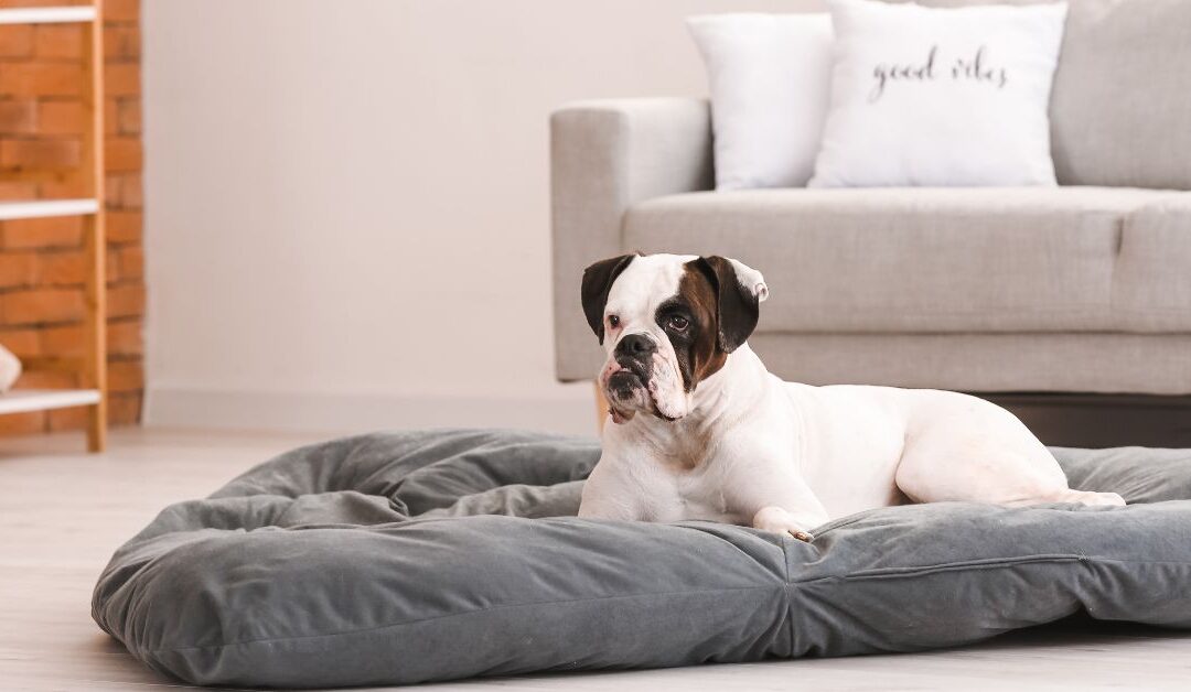 The Ultimate Guide to Pet Beds & Furniture: Comfort and Style for Your Furry Family