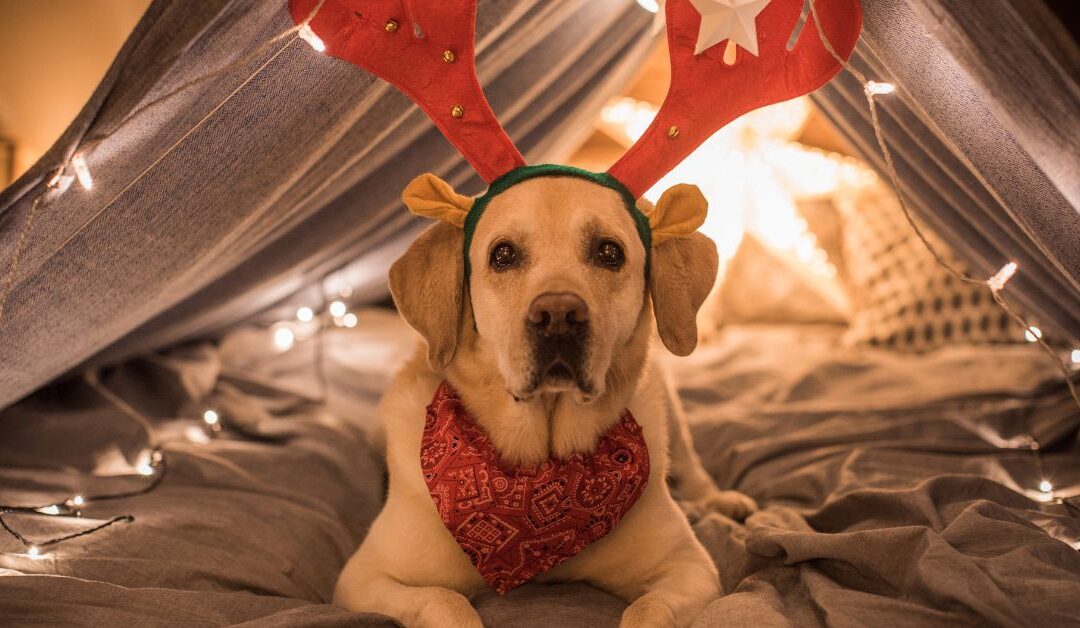 Pet Apparel & Accessories Trends 2025: What Every Pet Lover Should Know